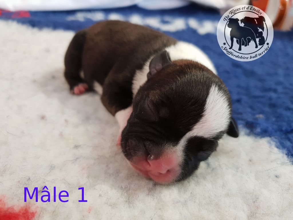 De Rêves Et D'etoiles - Staffordshire Bull Terrier - Portée née le 08/04/2018